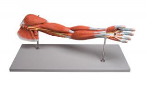 Pieauguša cilvēka rokas muskuļi - mākslīgs modelis