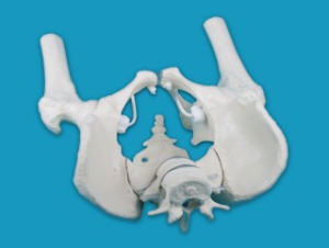 Vīriešu iegurnis ar krusta kaulu, 2 jostas skriemeļiem un augšstilbiem - mākslīgs modelis