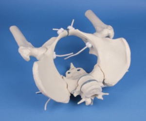 Sieviešu iegurnis ar krusta kaulu, 2 jostas skriemeļiem un augšstilbiem, kustīgs - mākslīgs modelis