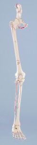 Kājas skelets ar pusi iegurņa un muskuļu marķējumu - mākslīgs modelis
