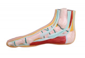 Normālas pēdas šķērsgriezums - mākslīgs modelis