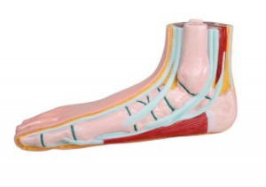 Plakanās pēdas šķērsgriezums - māklsīgs modelis