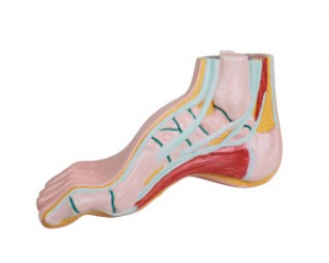 Dobās pēdas šķērsgriezums - mākslīgs modelis