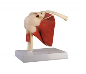 Pleca locītava ar muskuļiem - mākslīgs modelis