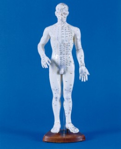 Ķīniešu akupunktūras modelis - vīrietis