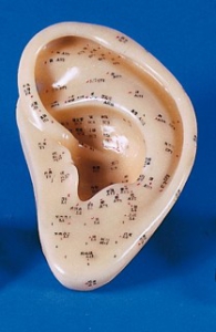 Ķīniešu akupunktūras modelis - auss