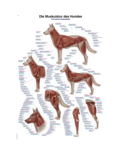 Uzskates materiāls ''Suņa muskuļi''