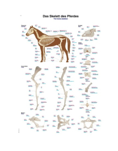 Uzskates materiāls ''Zirga skelets''