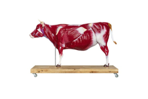 Govs modelis, 15 gab., 1/3 dabiskā izmēra